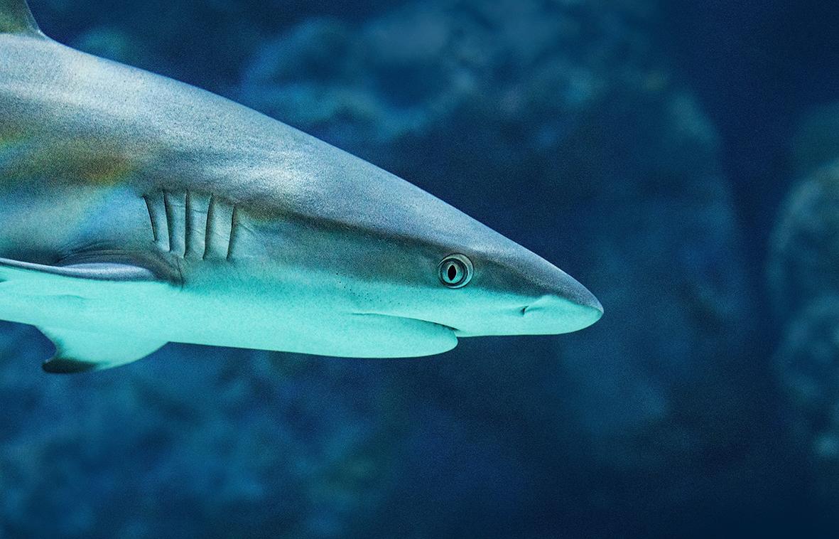 Competere In Un Mondo Dominato Dai Predatori Apicali Hbr Italia