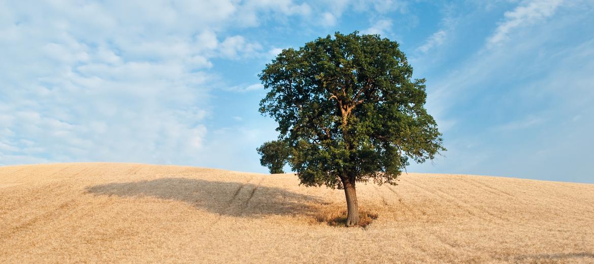 Barilla e la carbon neutrality