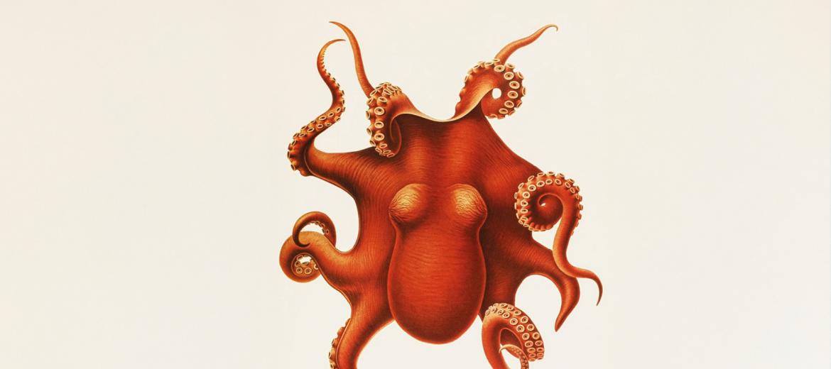 Come diventare un’organizzazione Octopus