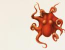 Come diventare un&rsquo;organizzazione Octopus