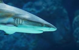 Competere in un mondo dominato dai “predatori apicali”
