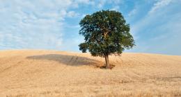 Barilla e la carbon neutrality