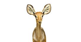 Siete davvero capaci di ascolto?