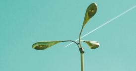 La forza delle opzioni