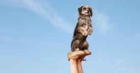 Occorre versatilit&agrave; per guidare l&rsquo;organizzazione in un mondo volatile