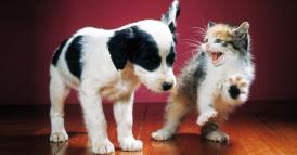 I feedback corretti in materia di diversity