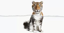 Nuovi percorsi di leadership