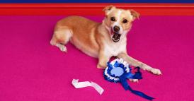 Imparate a rispondere alla domanda: &ldquo;Quali sono i vostri punti di forza e debolezza?