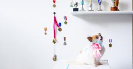 Come avere successo quando non si &egrave; i preferiti del capo