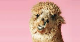 Come parlare in una riunione e quando trattenersi