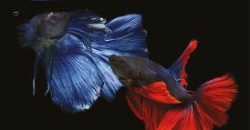 Il segreto di una buona negoziazione interculturale