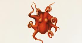 Come diventare un&rsquo;organizzazione Octopus