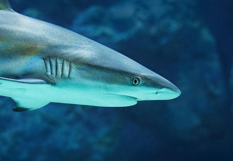 Competere in un mondo dominato dai “predatori apicali”